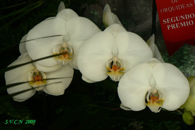 SVCN_2009_phal_005.jpg
