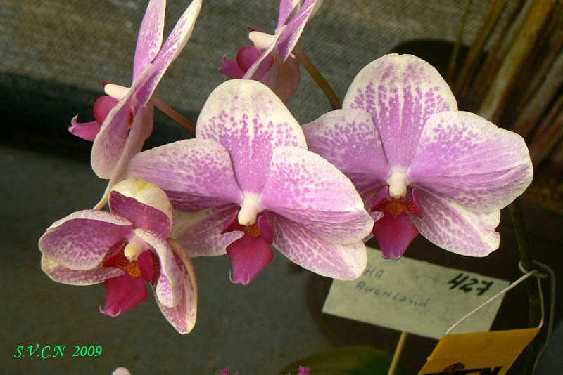 SVCN_2009_phal_006.jpg