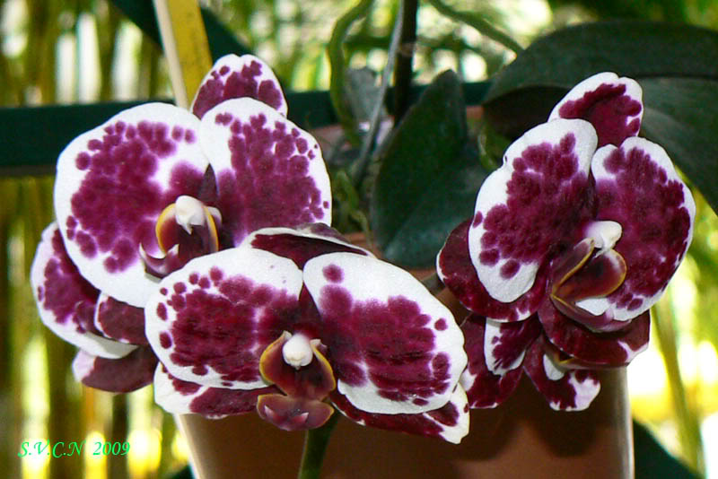SVCN_2009_phal_007.jpg
