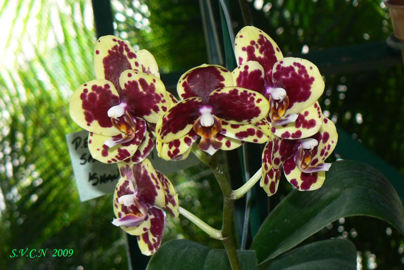 SVCN_2009_phal_008.jpg