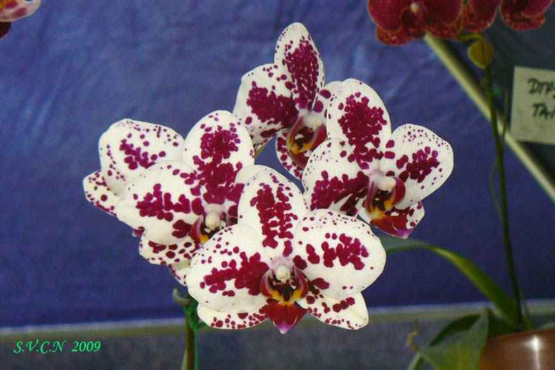 SVCN_2009_phal_009.jpg