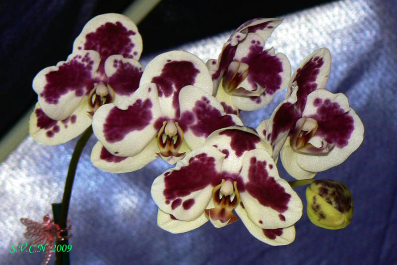 SVCN_2009_phal_010.jpg