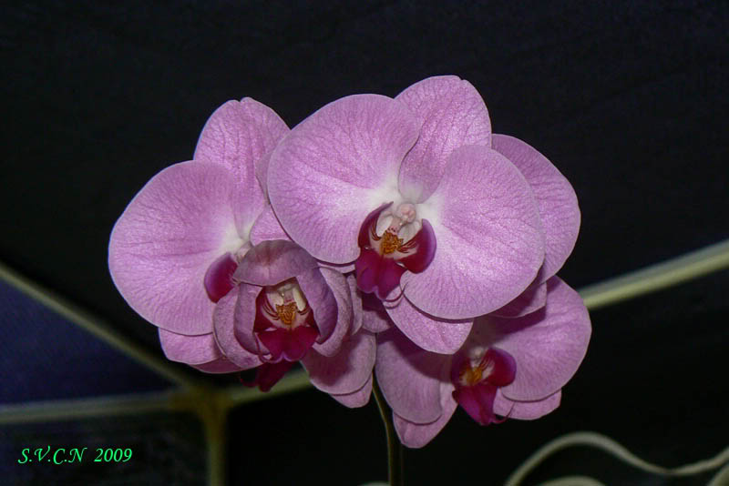 SVCN_2009_phal_013.jpg