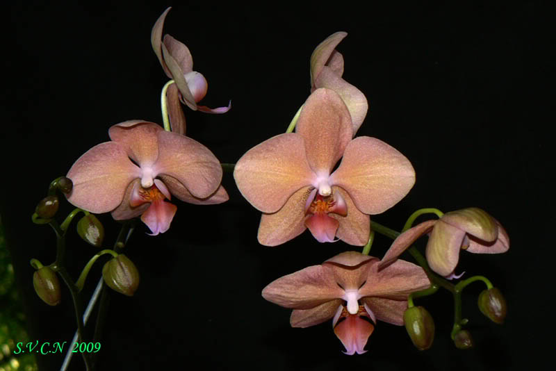 SVCN_2009_phal_014.jpg
