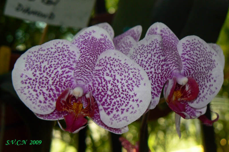 SVCN_2009_phal_015.jpg