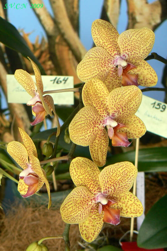 SVCN_2009_phal_016.jpg