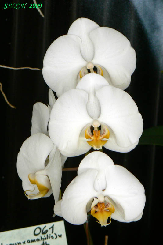 SVCN_2009_phal_017.jpg