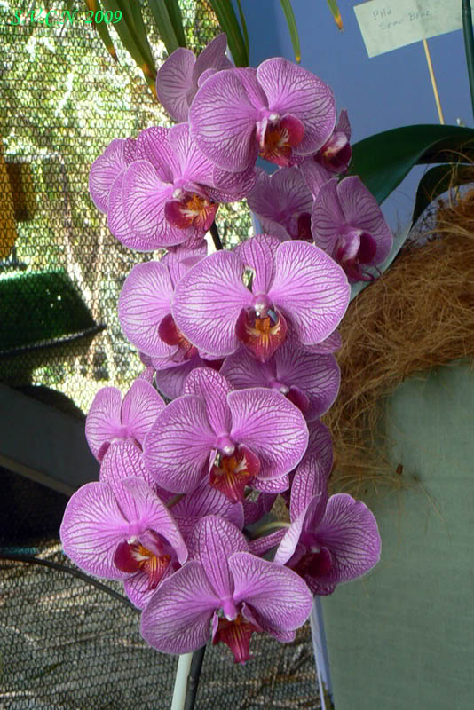 SVCN_2009_phal_018.jpg