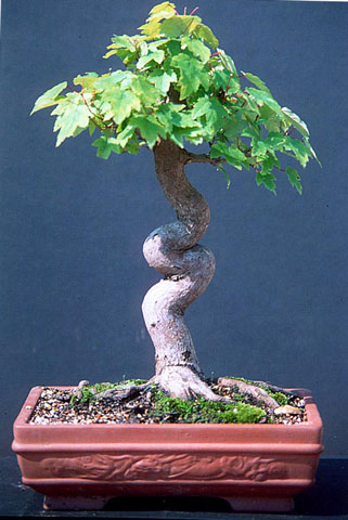 Swamp-maple-Chinese-style-t.jpg