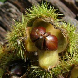 sweet-chestnut-tree-castanea-sativa-571.jpg