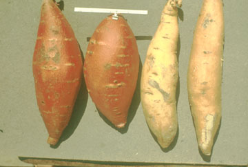 Sweetpotatoes.jpg