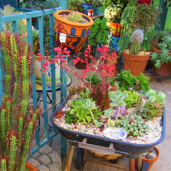 sweetstuff_succulents.jpg