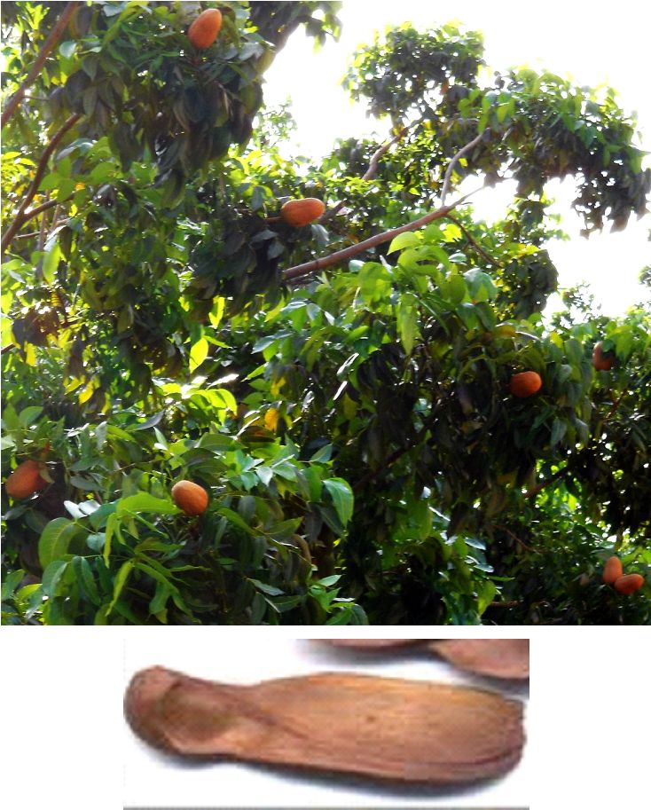 swietenia-macrophylla-pohon-mahoni-daun-buah-dan-biji.jpg