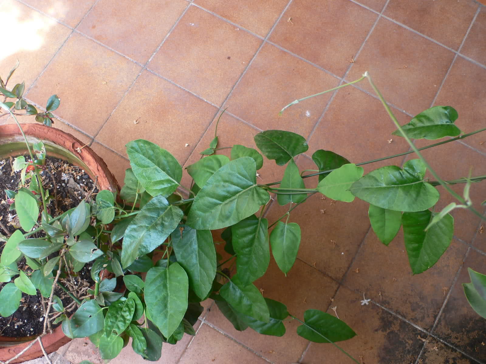 sxoxfm.jpg