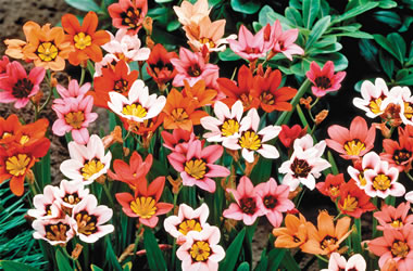SXTMX01.jpg