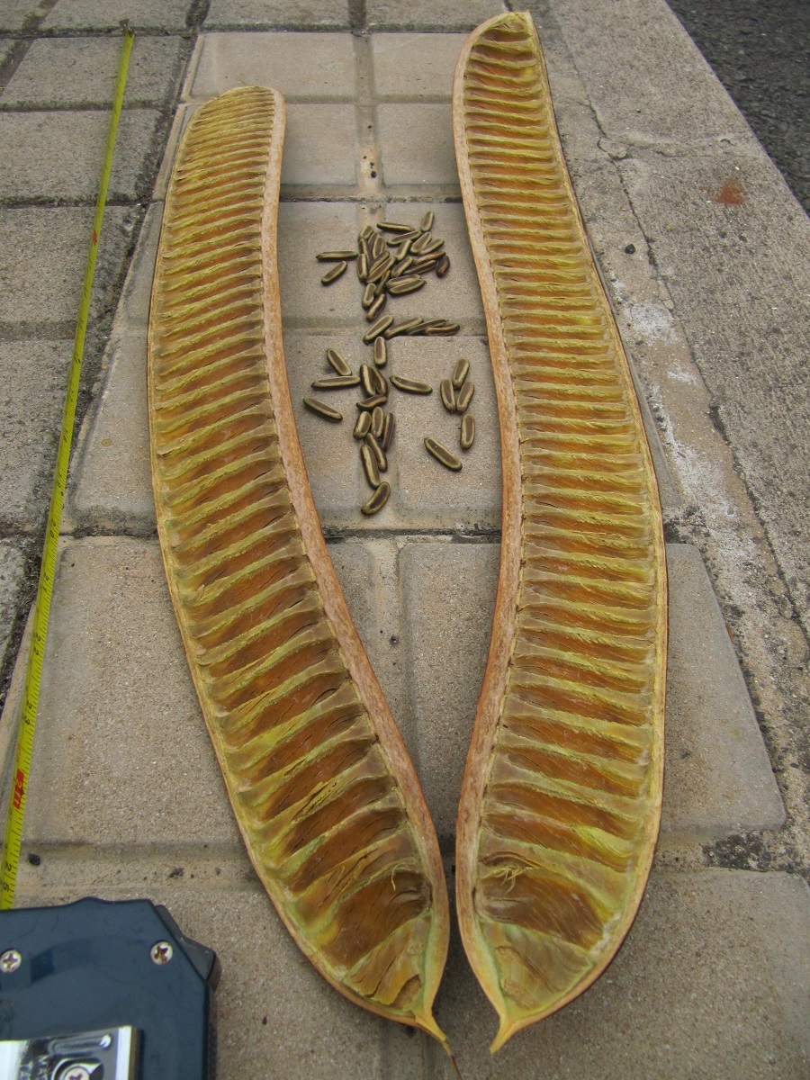 sy5vt5.jpg