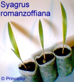 syagrus_ms.jpg