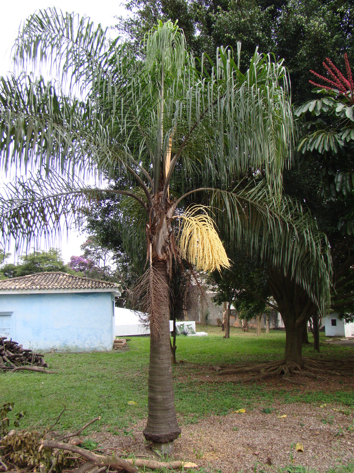 Syagrus_romanzoffiana_in_Park_Ceret_S%C3%A3o_Paulo_002.jpg