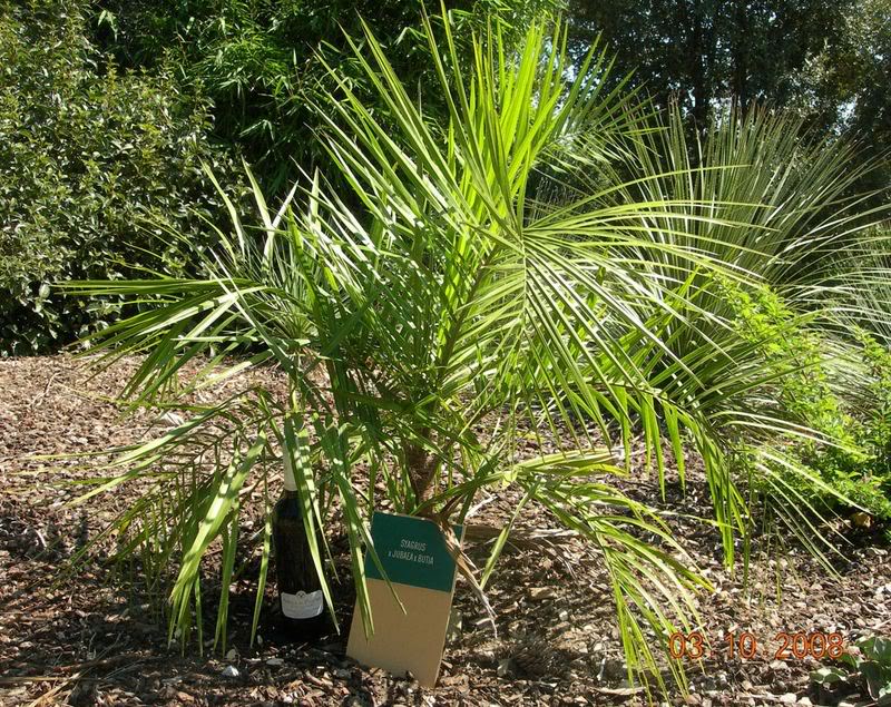 SyagrusxJubaeaxButia.jpg