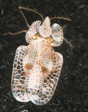 Syc_Lacebug.jpg