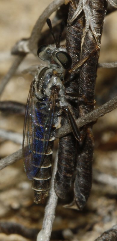 Syllegomydas%20cf%20algiricus%20macho_3098.jpg