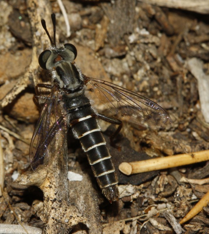 Syllegomydas%20cf%20algiricus%20macho_3101.jpg