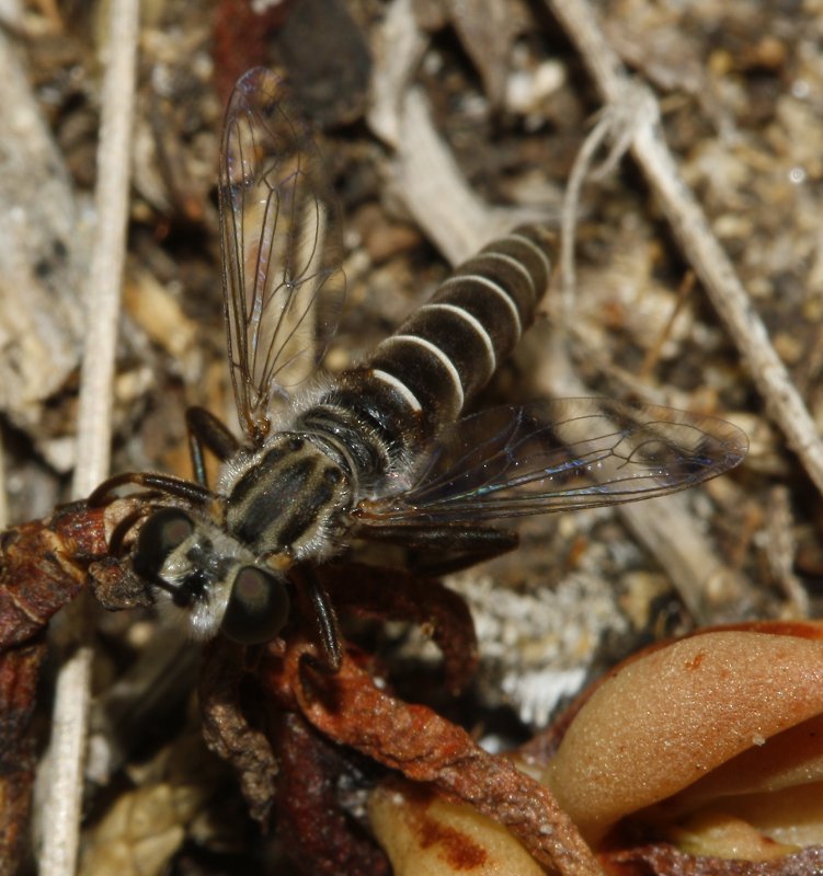 Syllegomydas%20cf%20algiricus%20macho_3103.jpg