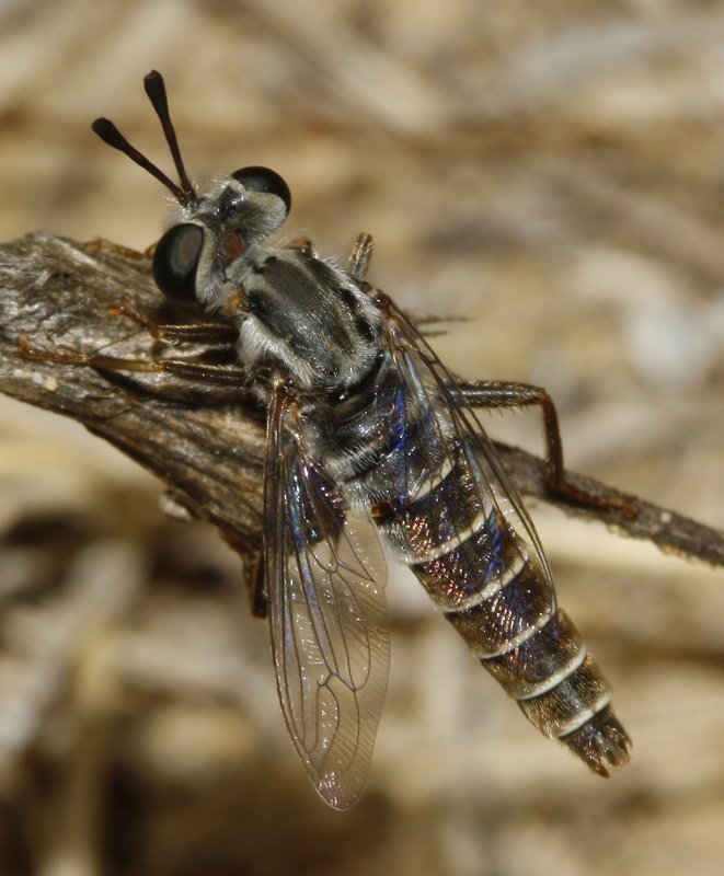 Syllegomydas%20cf%20algiricus%20macho_3142.jpg