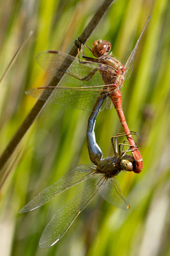 Sympetrum_sanguineum-9.jpg
