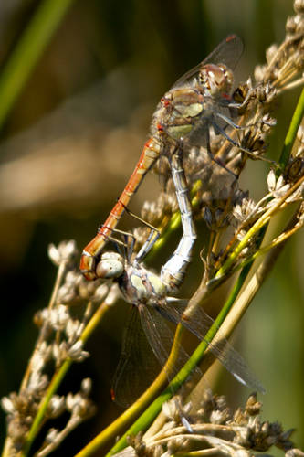 Sympetrum_striolatum-8.jpg