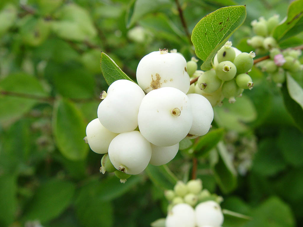 Symphoricarpos_albus-sneeuwbes06.jpg