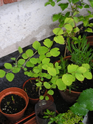 Symphoricarpus_racemosus_Bola_de_Nieve.jpg