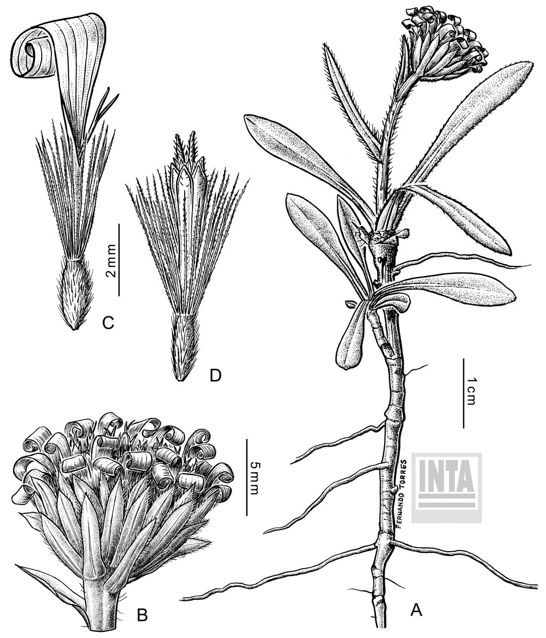 Symphyotrichum%20glabrifolium-INTA_corr.jpg