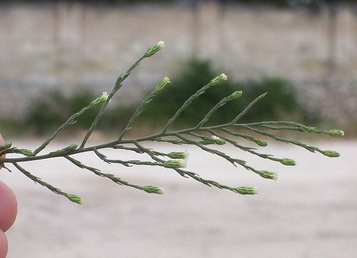 symphyotrichum_squamatum_4.jpg