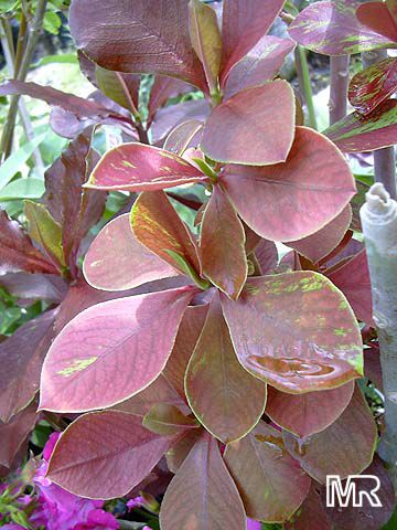 Synadenium_grantii3.jpg
