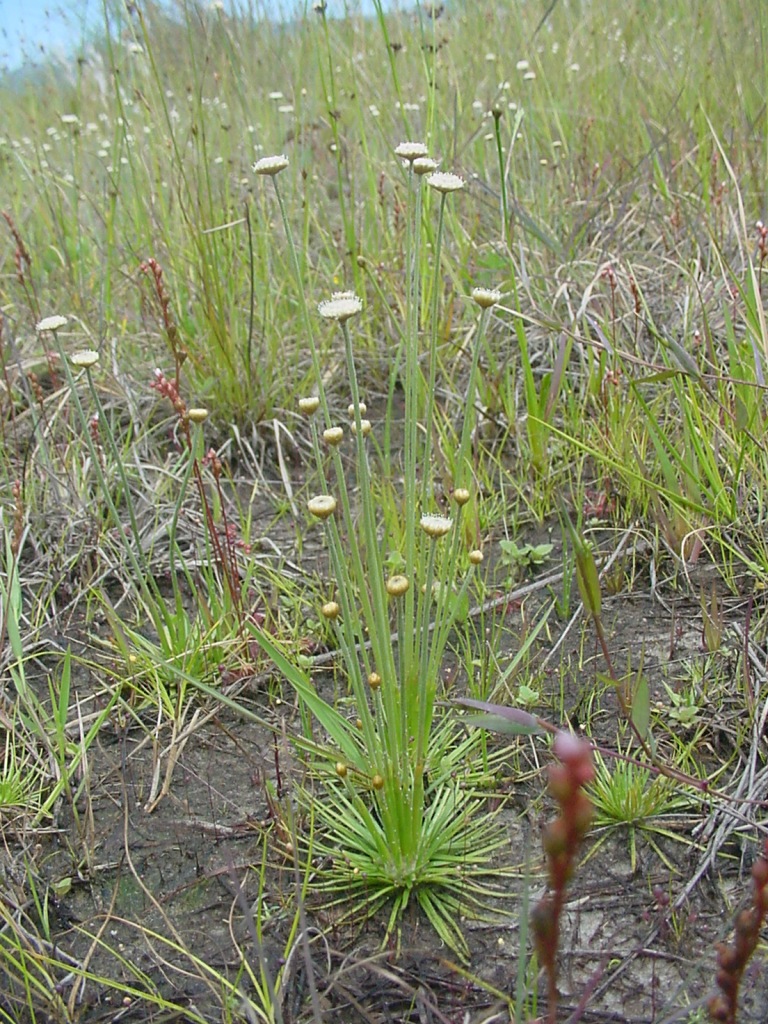 Syngonanthus_chrysanthus.jpg