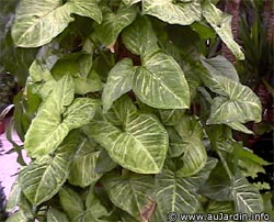 syngonium.jpg