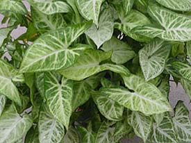 syngonium-podophyllum.jpg