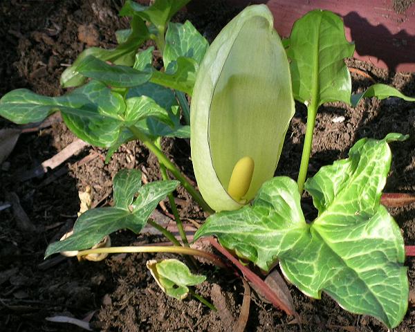 syngonium-podophyllum.jpg