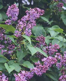 syringa-vulgaris-flores.jpg