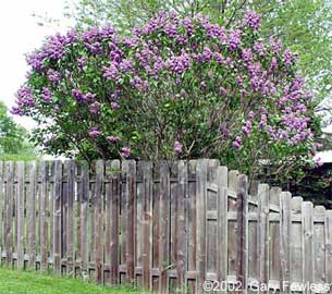 syringa-vulgaris.jpg