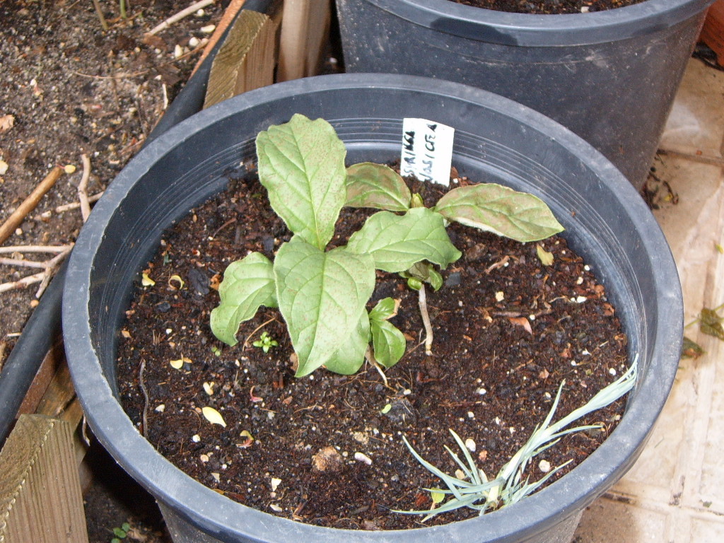 syringajosicea20101.jpg