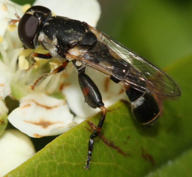 Syritta_pipiens.jpg