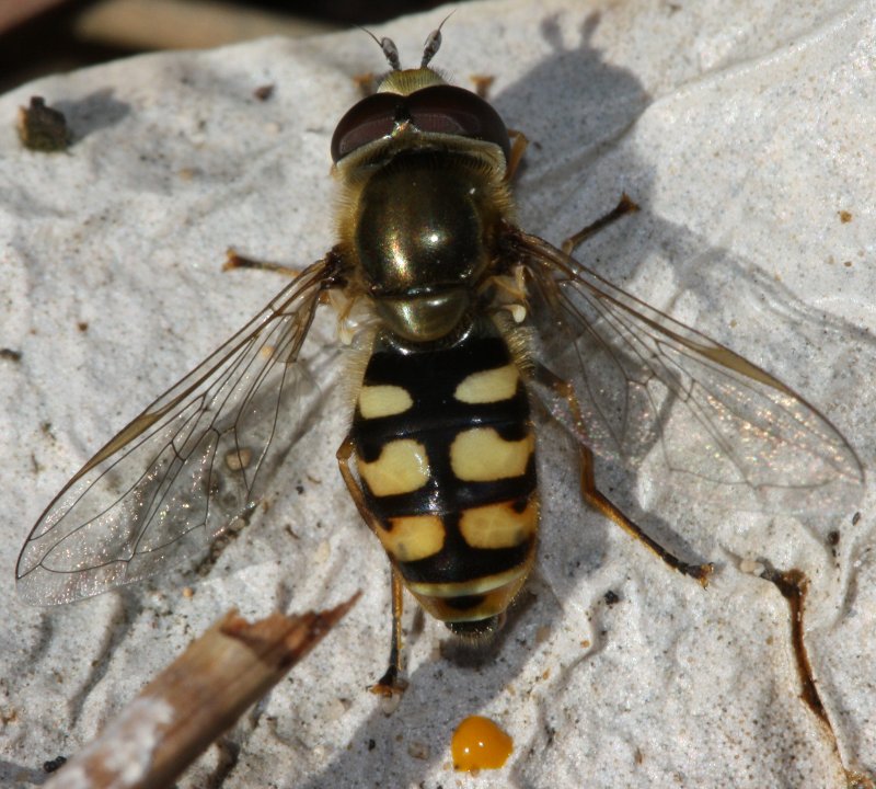 SyrphidaeB.jpg