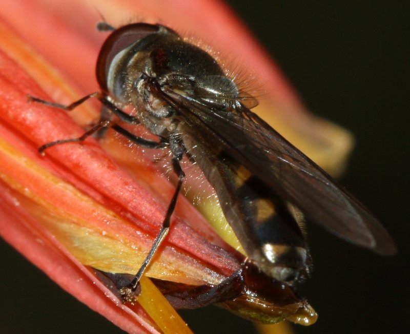SyrphidaeC.jpg