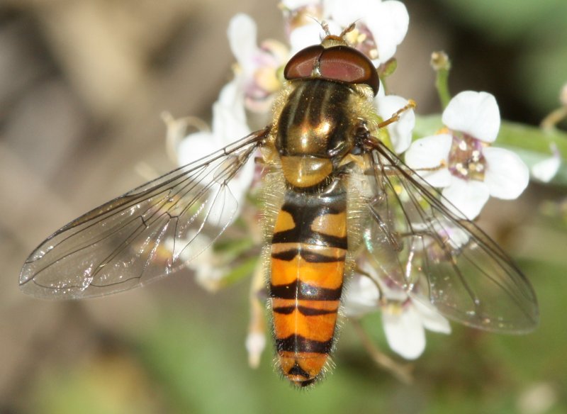 SyrphidaeE.jpg