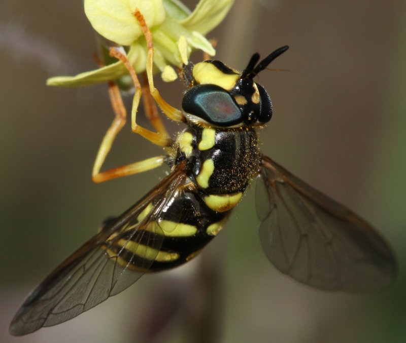 SyrphidaeF1.jpg