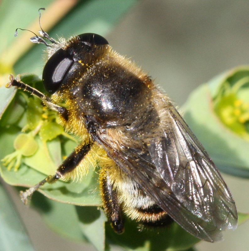 SyrphidaeG.jpg