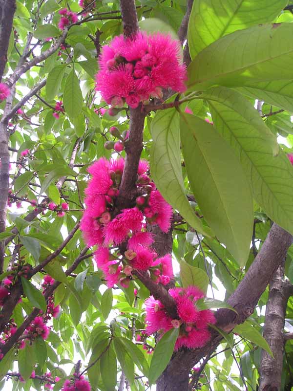 Syzygium%20malaccense_2.jpg