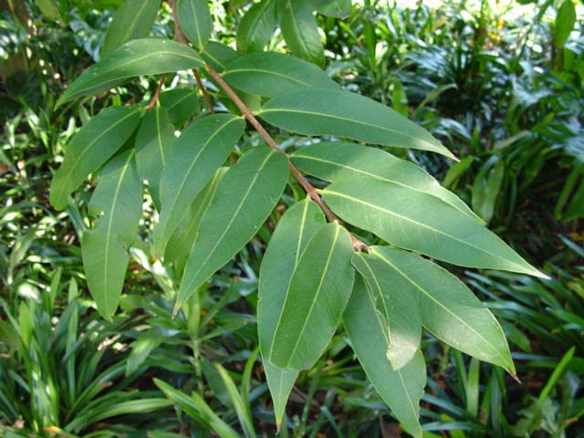 Syzygium-Jambos-CU640.jpg